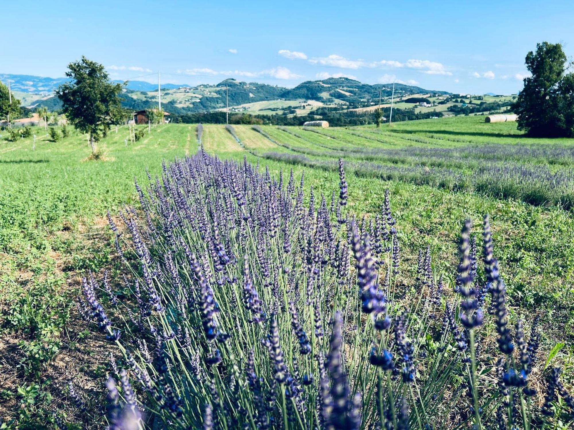 La Baita Nei Boschi Villa Serramazzoni Exterior foto